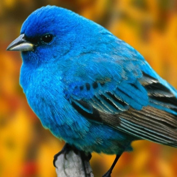 Meet your Posher, Jc - Picture 1 of 1